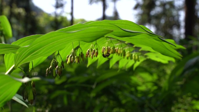 黄精 黄精种植 黄精基地 黄精叶 黄精树