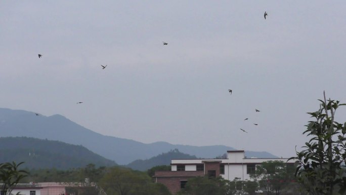 4K天空飞鸟乡间视频素材