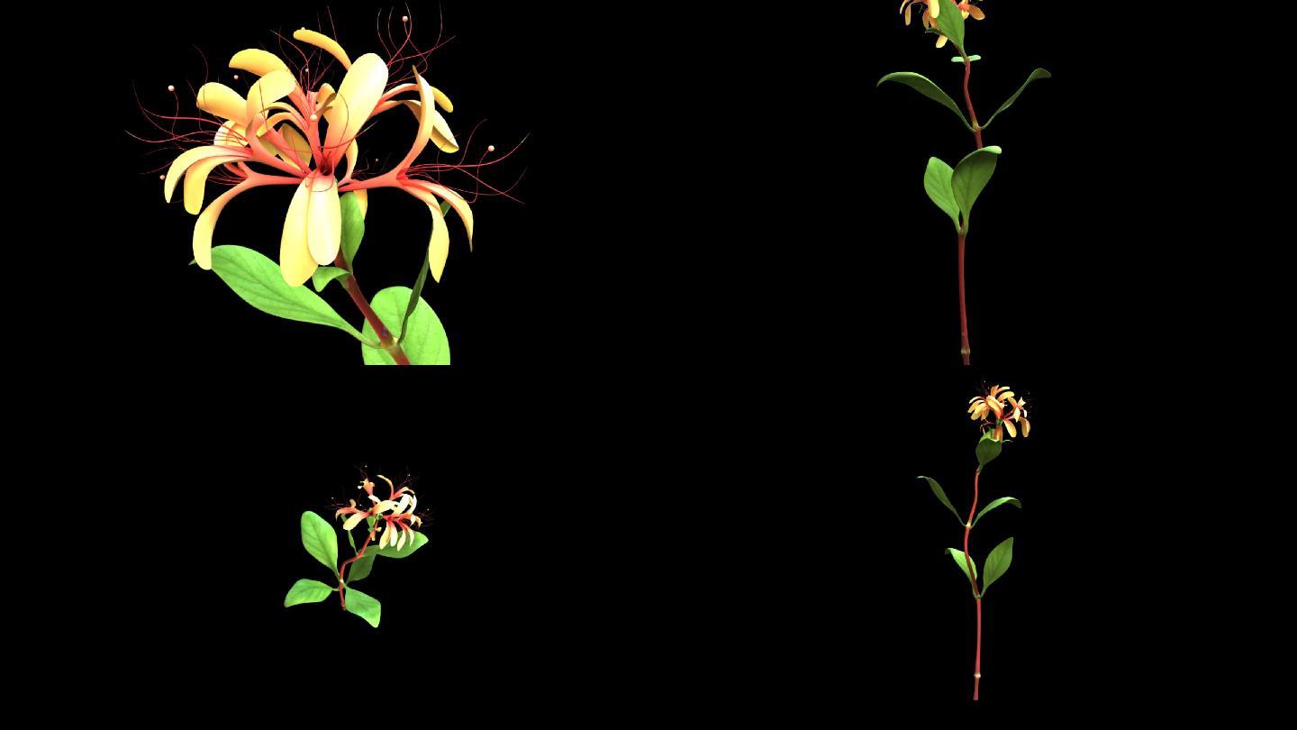 三维中药材植物动画-金银花