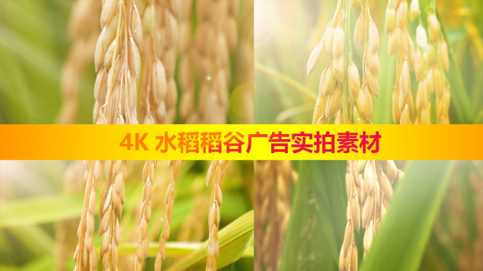 【商用版权】4K唯美大米水稻稻谷广告实拍