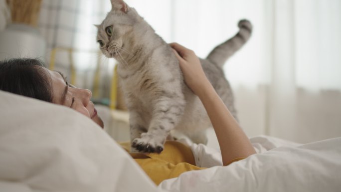 可爱的小猫咪宠物店猫粮狗粮流浪猫猫砂盆关