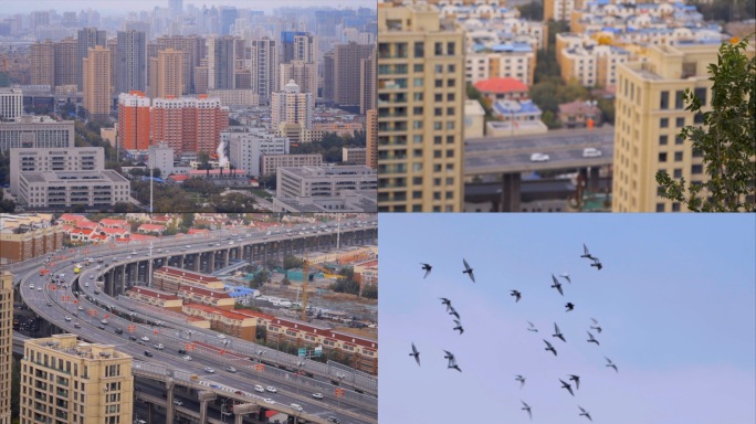 一组乌鲁木齐城市空镜天空中飞翔的鸽子