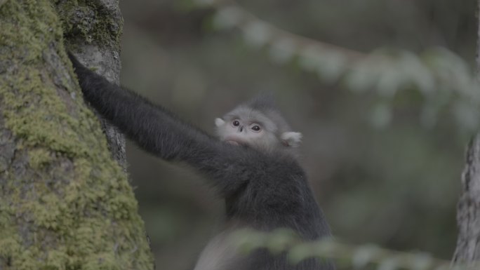 滇金丝猴