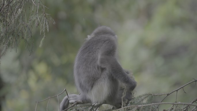 滇金丝猴