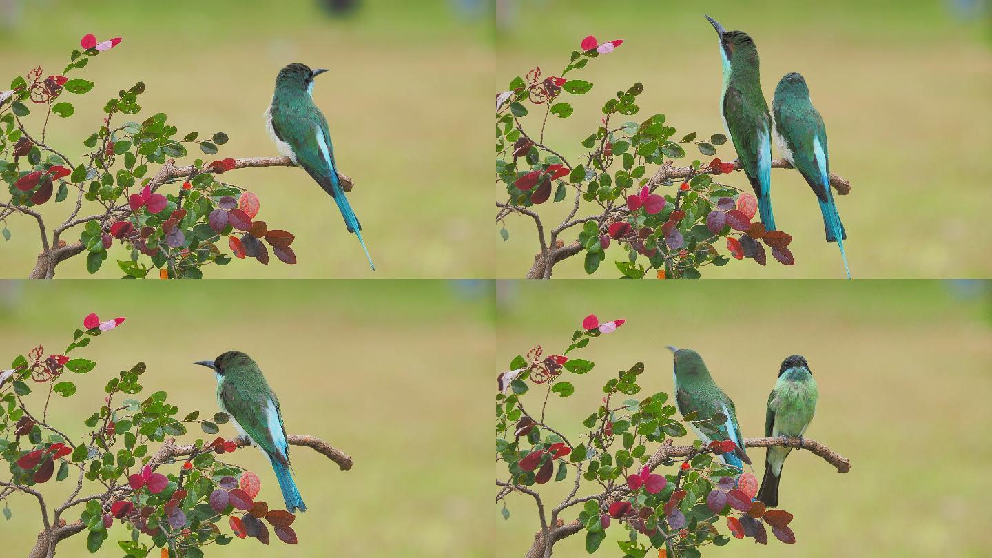 中国最美小鸟：蓝喉蜂虎枝桠上扮靓活泼可爱