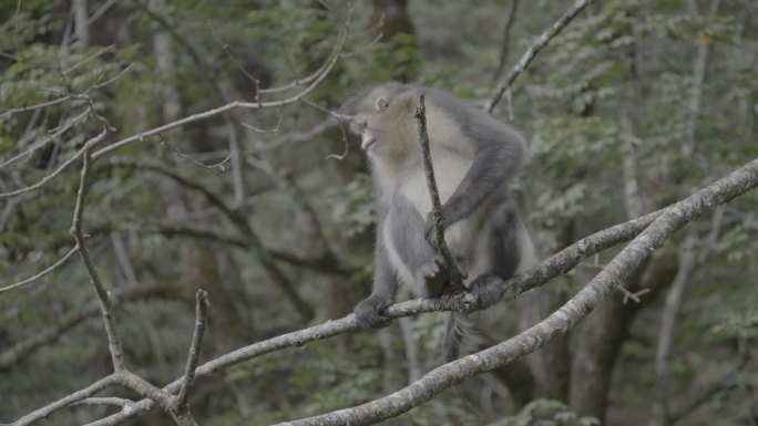 滇金丝猴