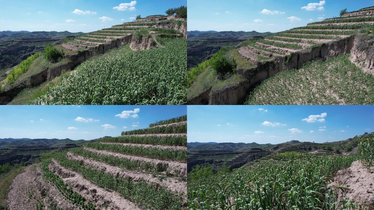 航拍黄土高原山顶小麦地