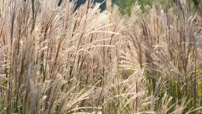 湿地里种植着大量的荻草