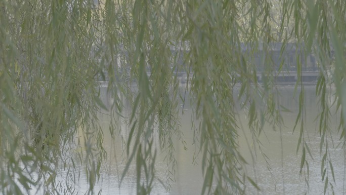 春天秋天风吹杨柳树枝随风摇摆人工湖水边