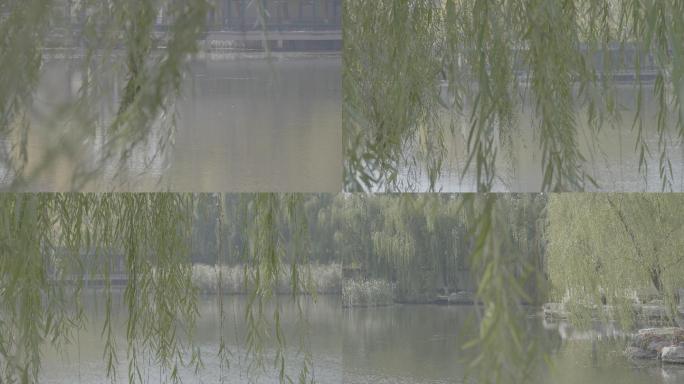 春天秋天风吹杨柳树枝随风摇摆人工湖水边