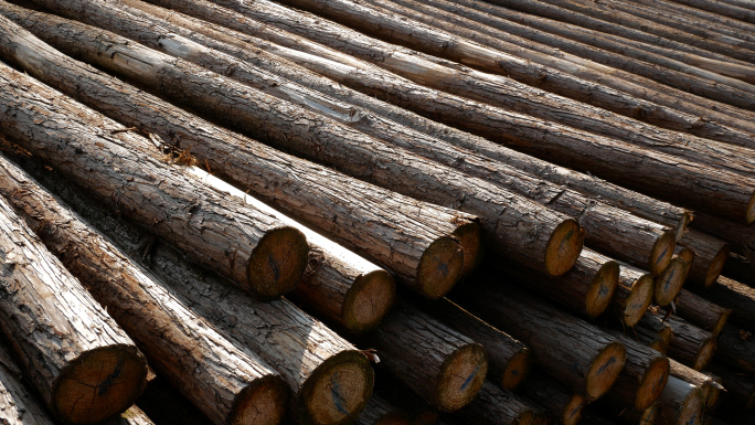 木材 木头 林业原木