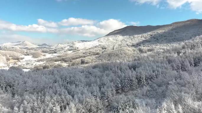 林海雪原冰雪世界雪森林