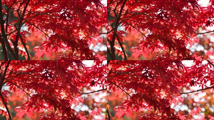 树上变红的树叶