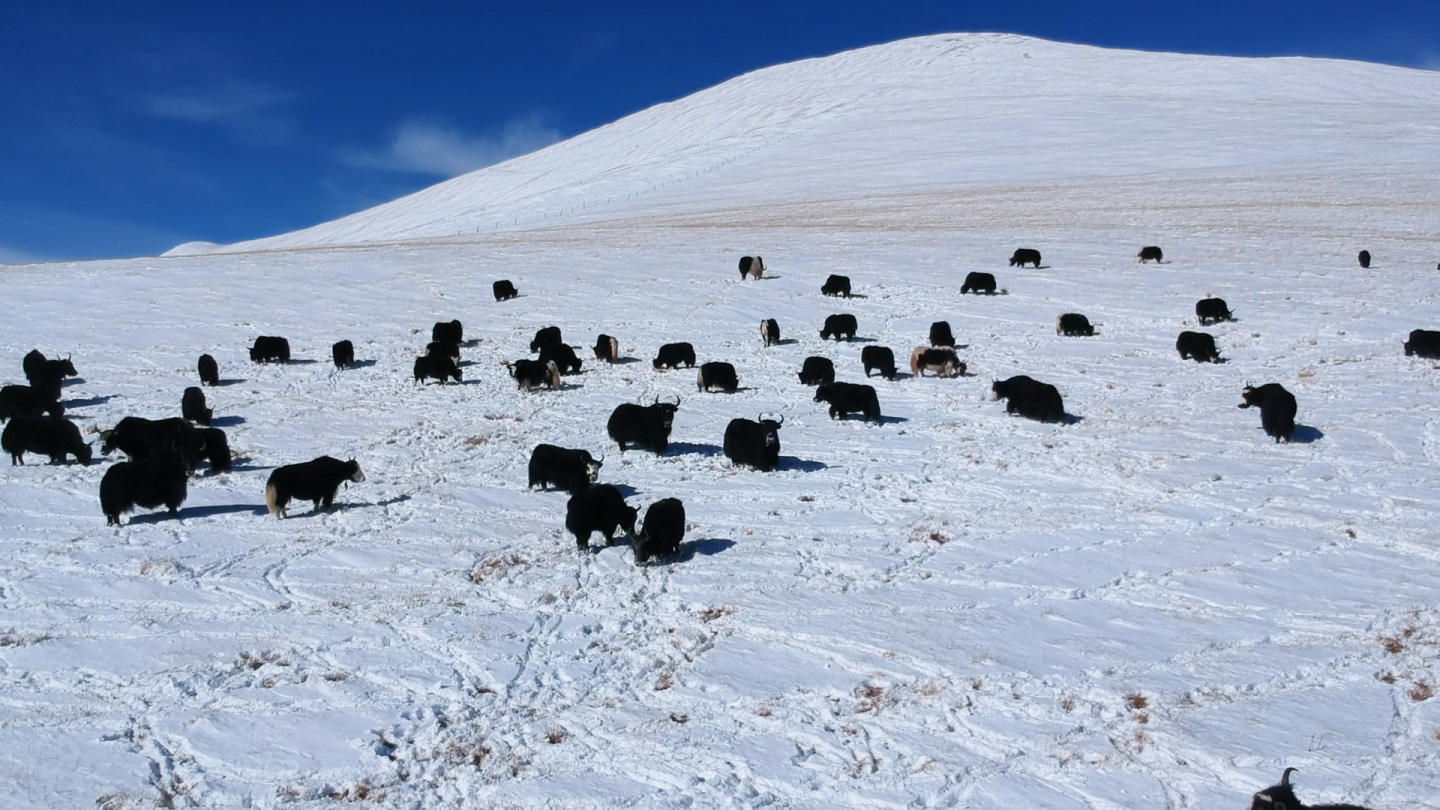 四川甘孜州石渠县高原无人区牦牛雪山航拍