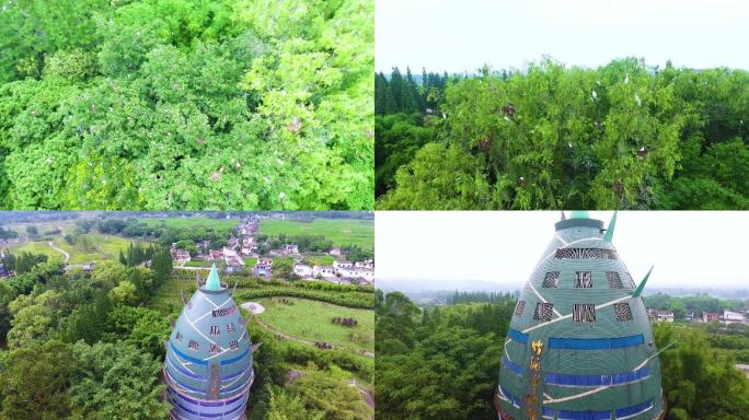 翠竹林海 鸟类天堂 竹编博物馆