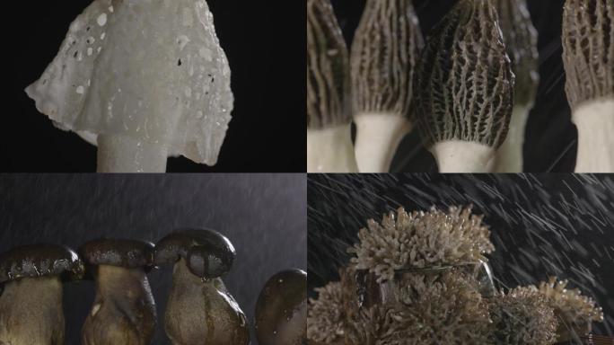 各种蘑菇棚拍黑背景摆拍雨滴素材