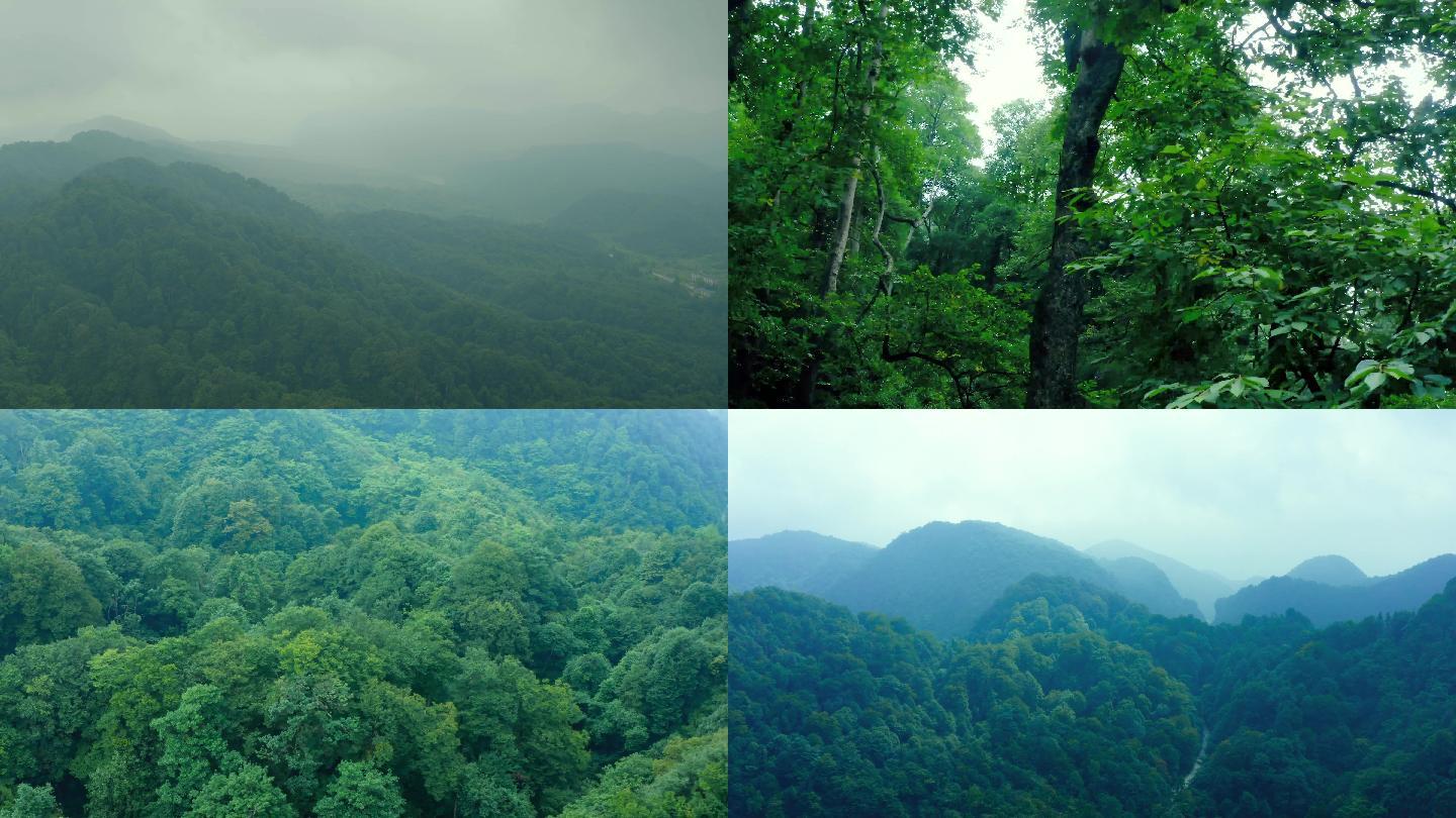 4k原始森林生态环境航拍