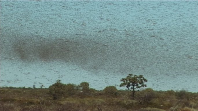澳大利亚西北部的一大群蝗虫。