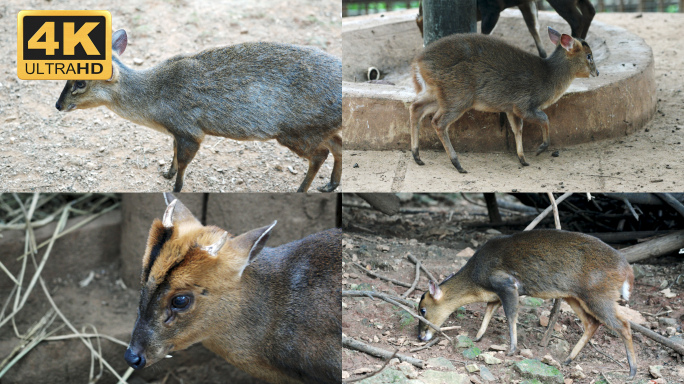 【4K】人工养殖，麂子，小鹿