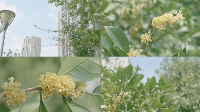 实拍桂花飘落小区视频