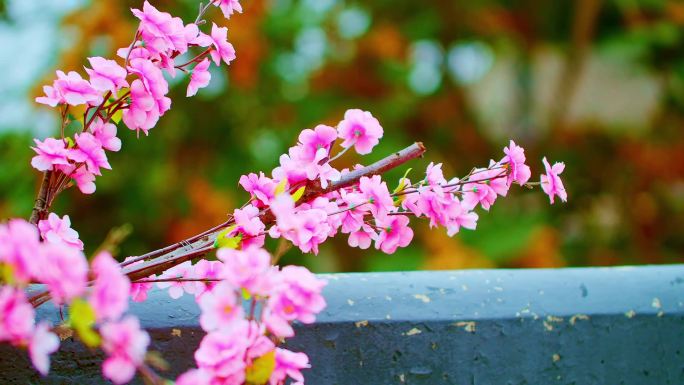 楚王宫  桃花  特写