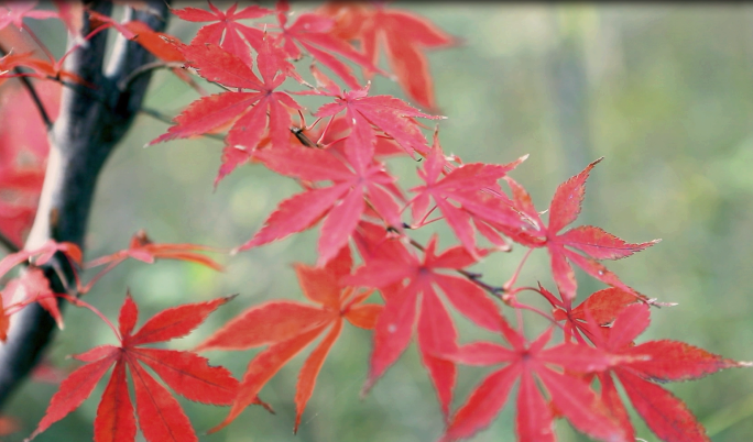 太行山秋天的红叶