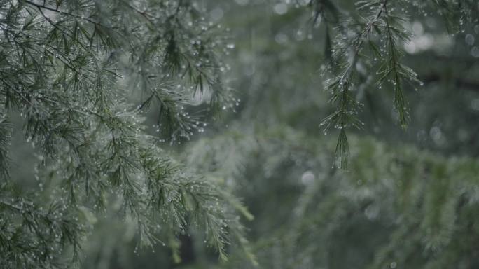 4k忧郁雨天森林大自然空灵雨景雨珠