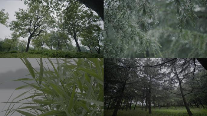 4k忧郁雨天森林大自然空灵雨景雨珠