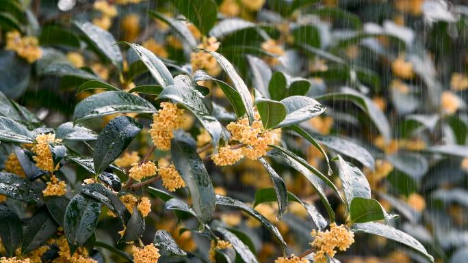 雨中绽放的桂花雨水白露