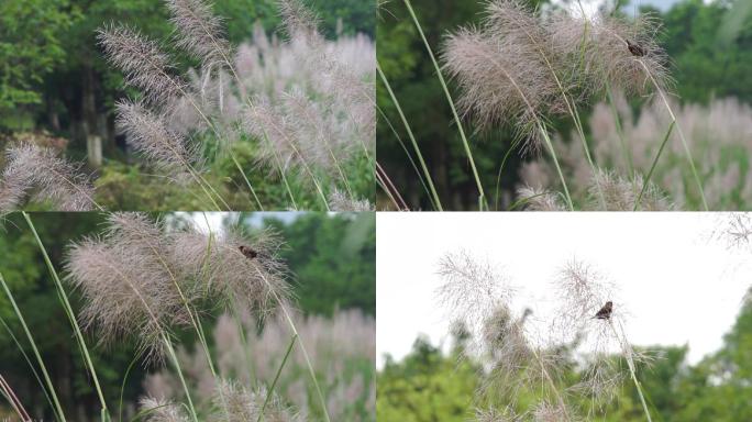 小鸟儿叼芦苇草做窝