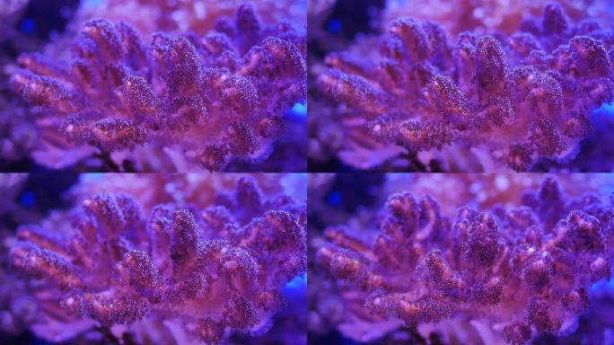 海底世界里美丽的海花