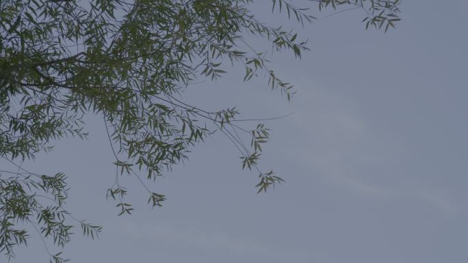 天津宁园皇家园林秋天风吹杨柳季节柳树