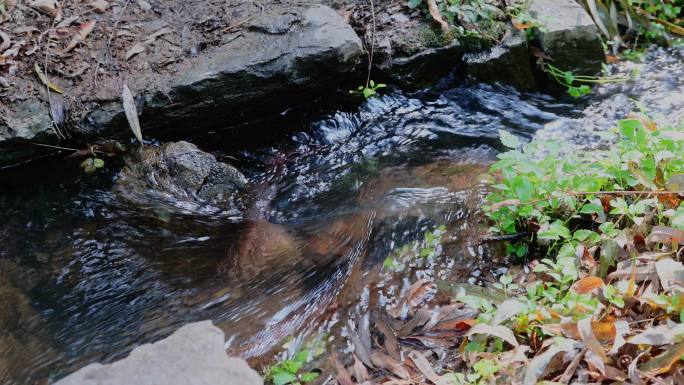 竹泉水韵 流水实拍