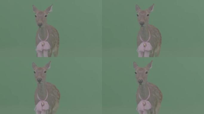 鹿 梅花鹿 可爱的小鹿小鹿