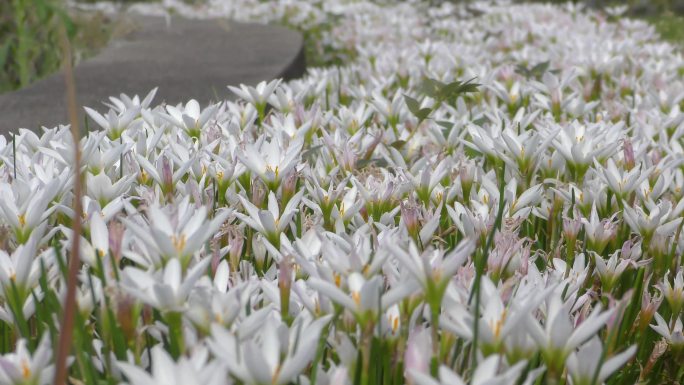 4K白色韭兰鲜花随风摇摆视频素材