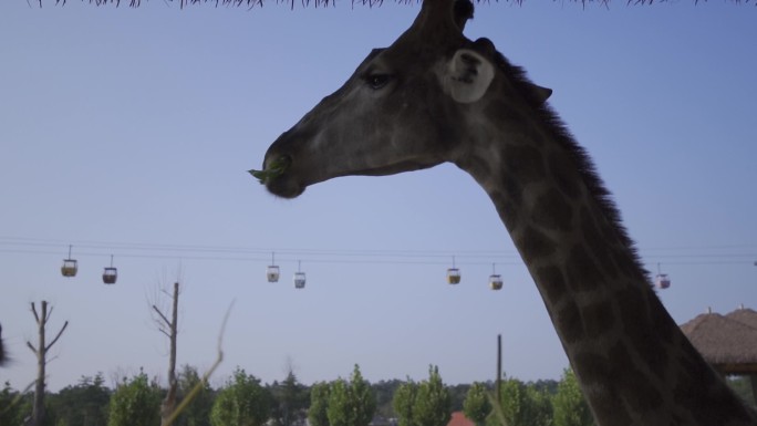 动物  长颈鹿   近距离