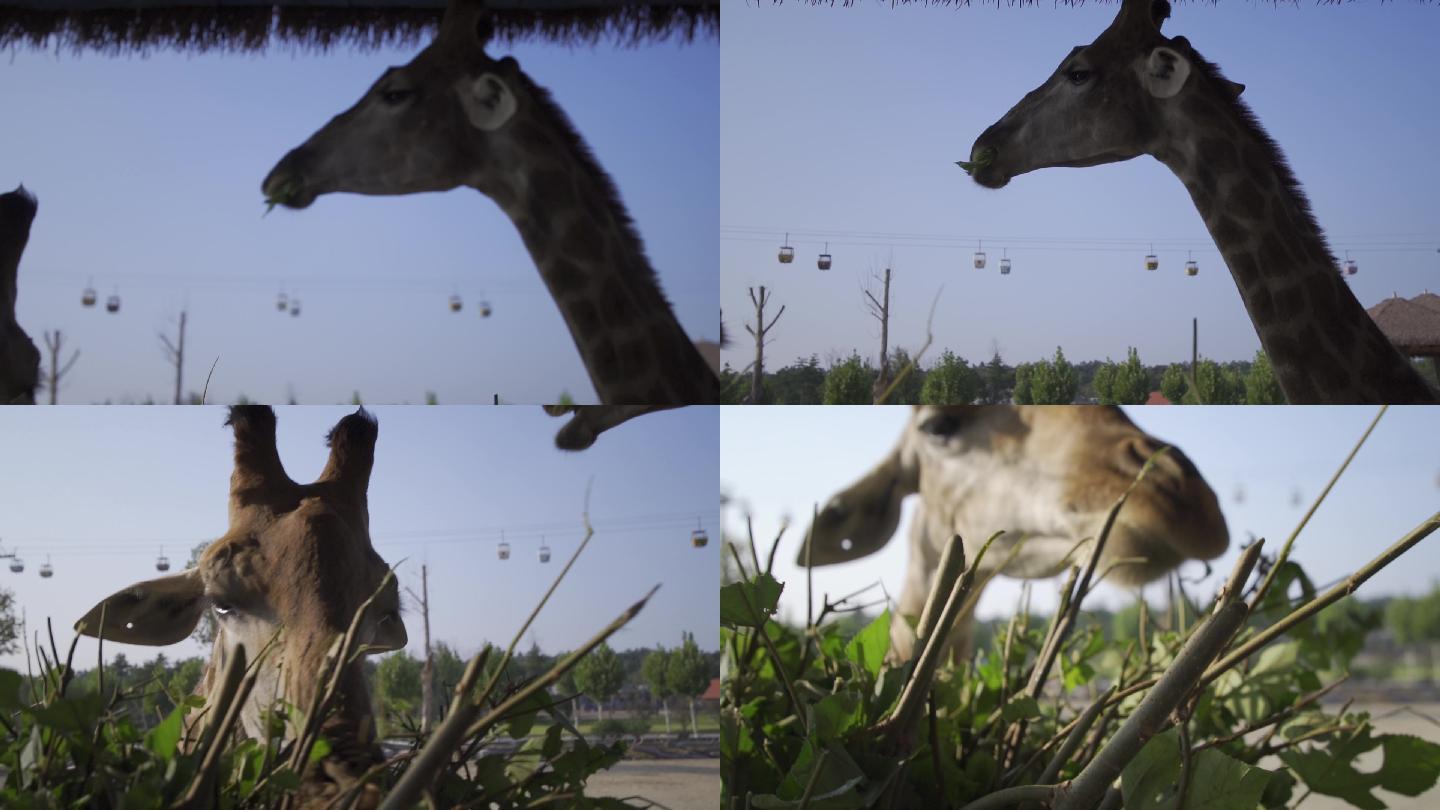 动物  长颈鹿   近距离