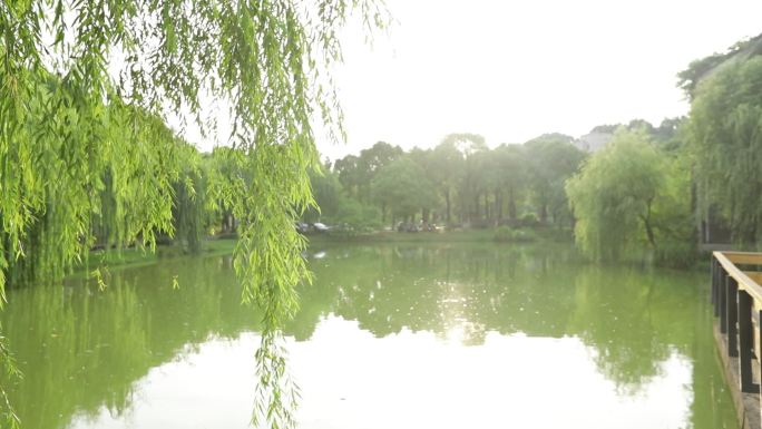 湖边柳树视频素材