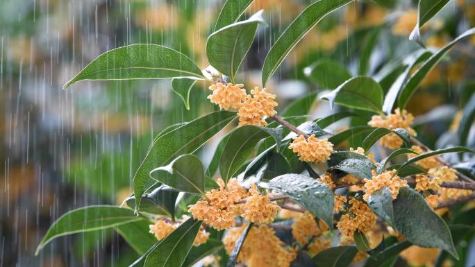 秋雨中盛开的桂花下雨白露