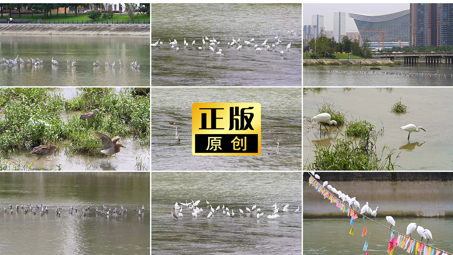 成都锦江水鸟群白鹭城市生态环境灰鹭群苍鹭