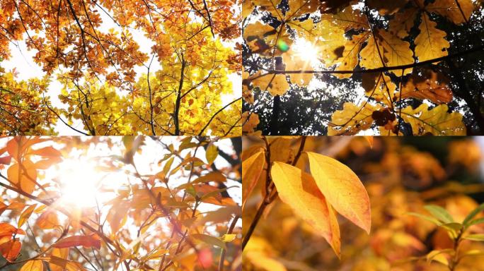 树叶阳光、阳光透过树叶、深秋秋天黄叶