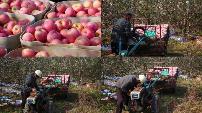农民喜迎苹果丰收，硕果累累
