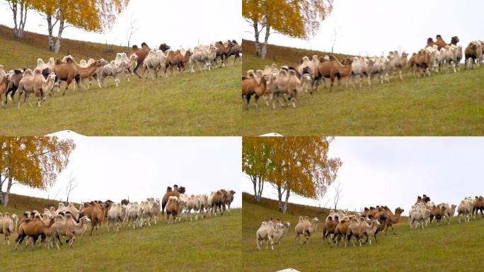 内蒙古坝上草原的奔跑的骆驼群4k