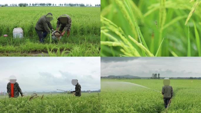 农民在稻田里施肥喷洒农药