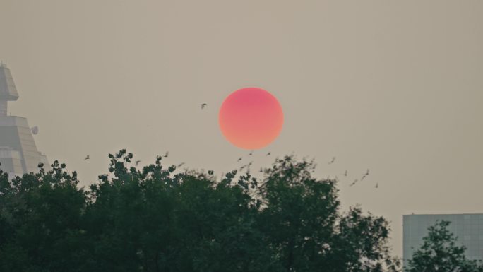 夕阳飞翔鸟儿 太阳