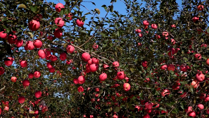 美丽苹果园，乡村振兴