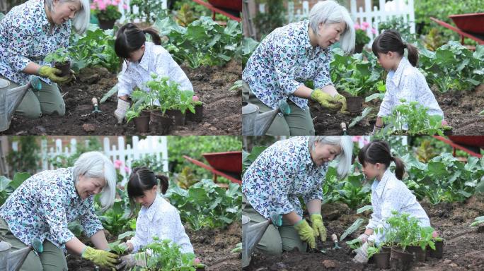祖母教孙女在菜园里种黄瓜