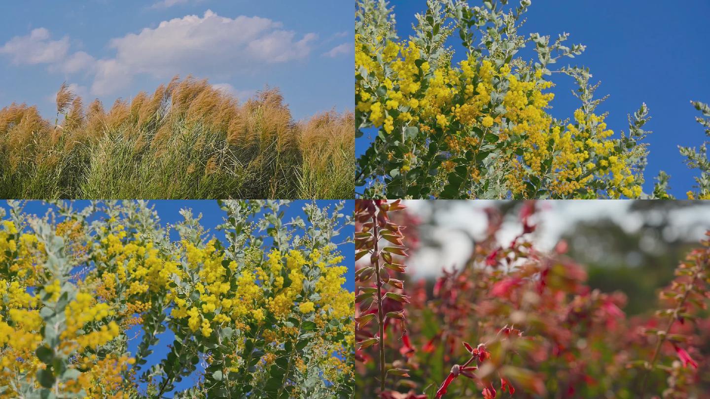 实拍诗意芦苇花朵空镜