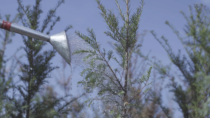 植树种树浇水视频素材