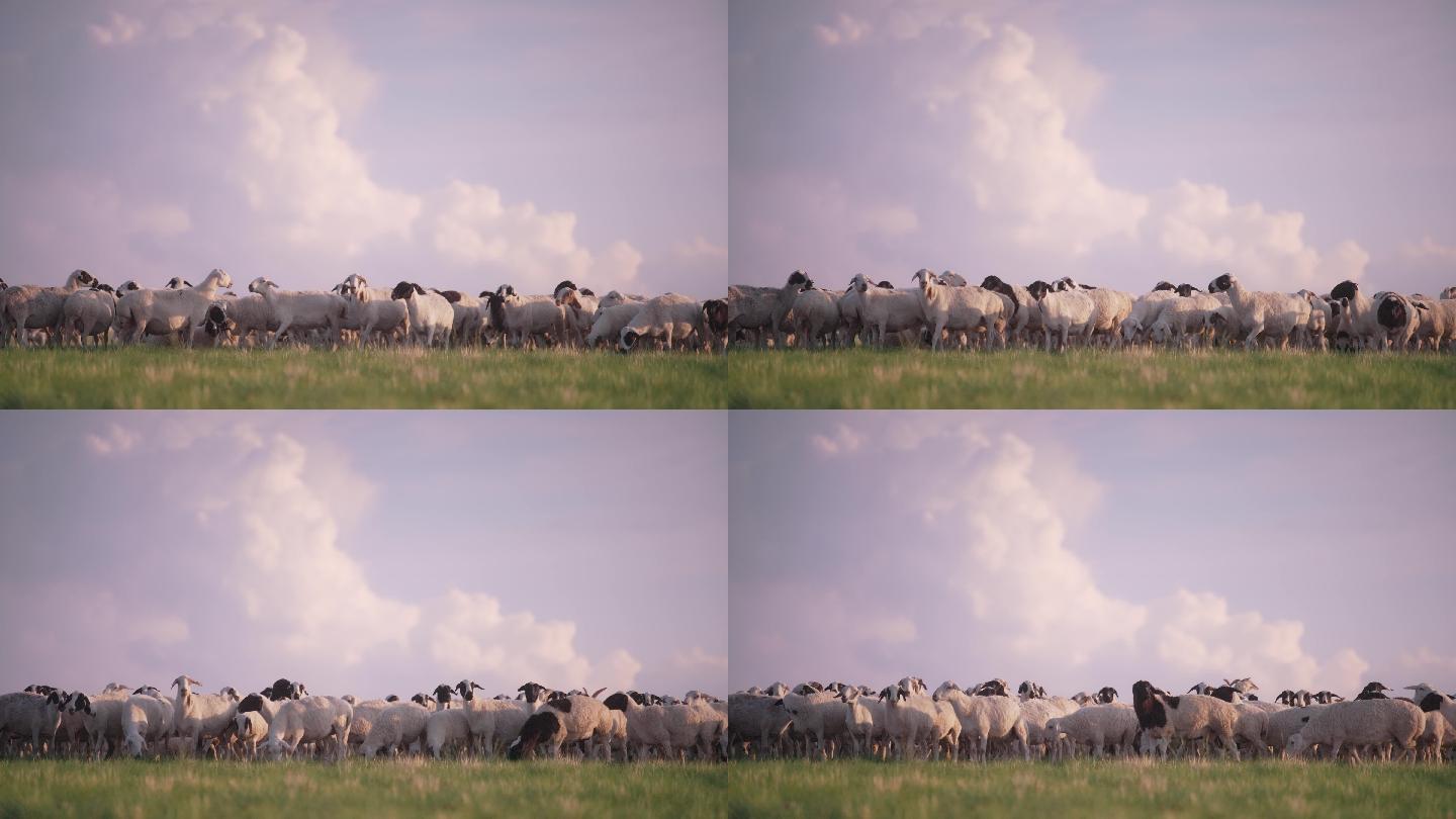 羊草原羊-绵羊